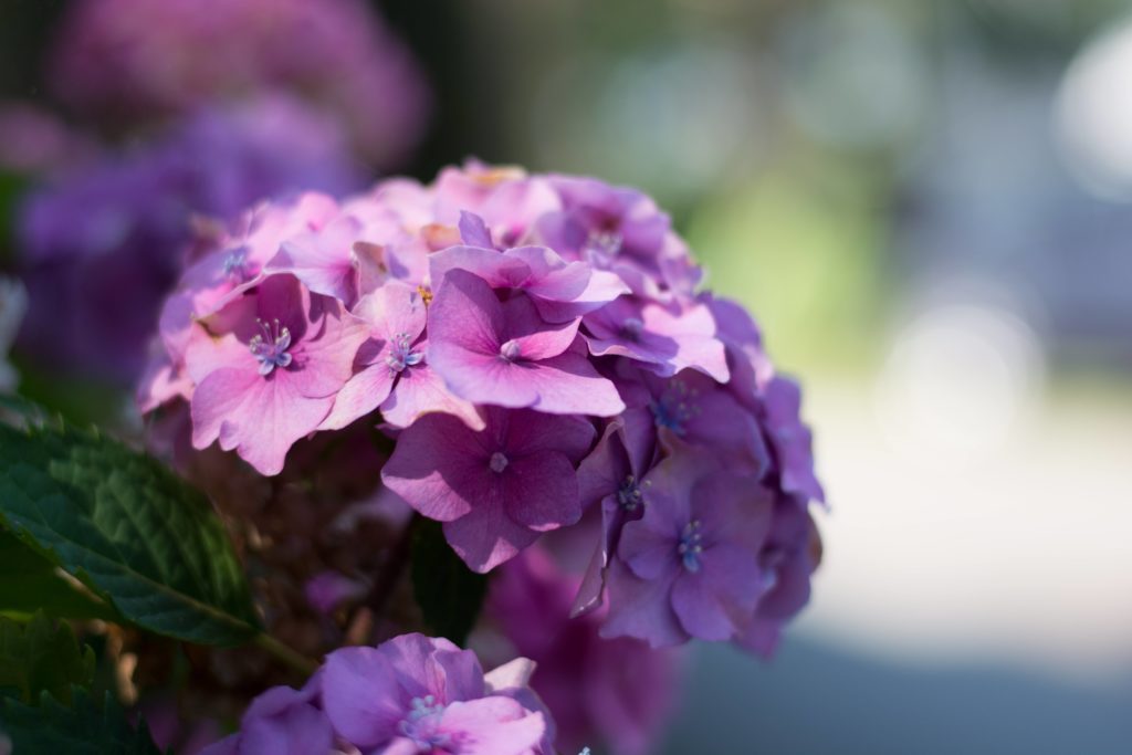 Floral element of our nature campsite in Loire-Atlantique