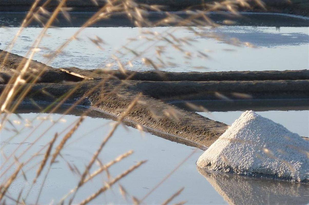 Marais salants de Guérande