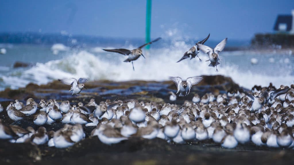 Zeemeeuwen aan zee